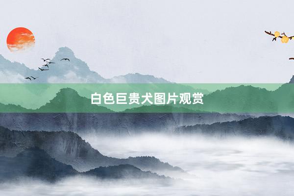 白色巨贵犬图片观赏